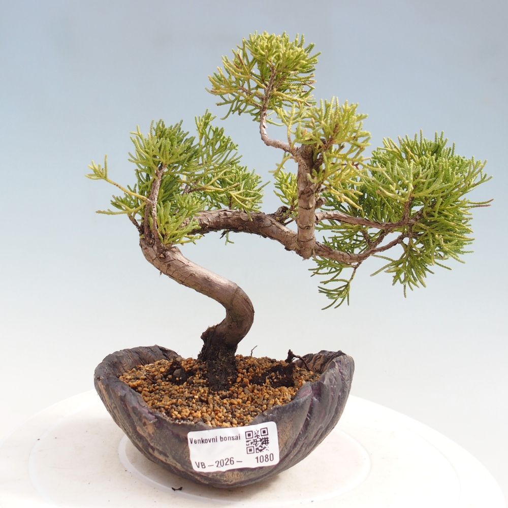 Outdoor bonsai - Juniperus chinensis Kishu