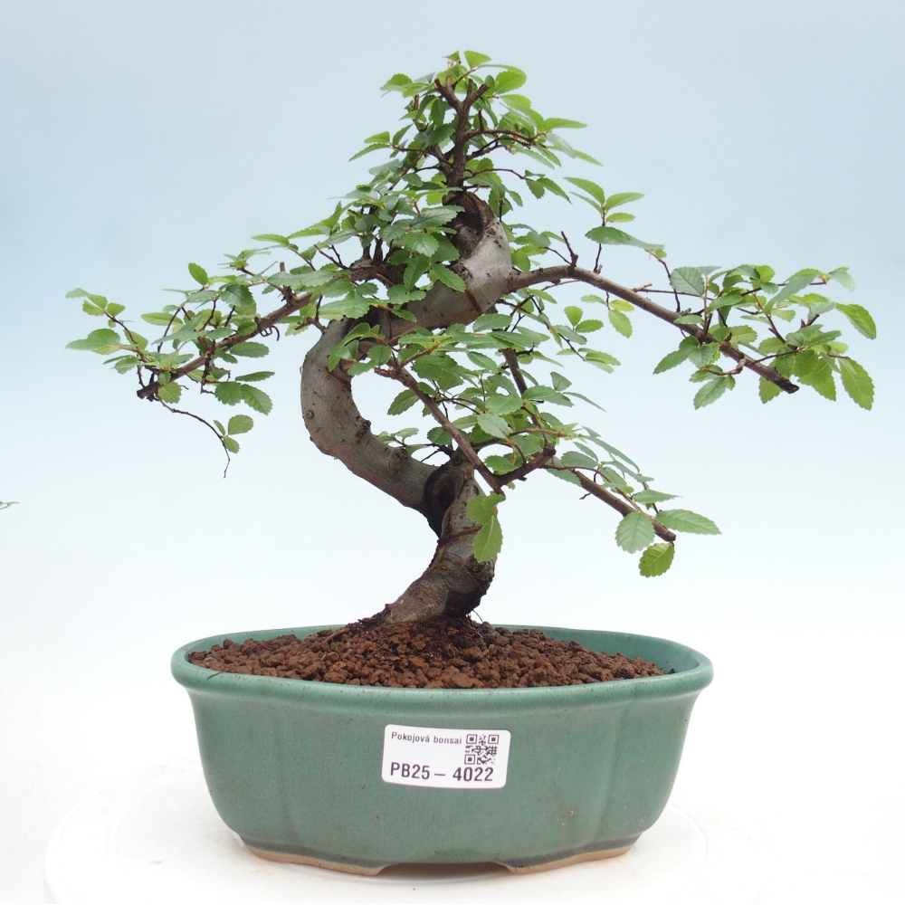 Room bonsai - Ulmus parvifolia - Small-leaved elm