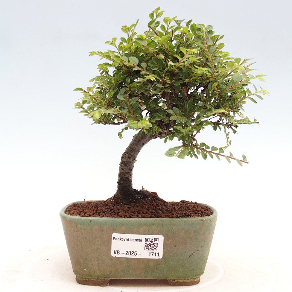 Outdoor bonsai - Ulmus parvifolia Sagei - Small-leaved elm