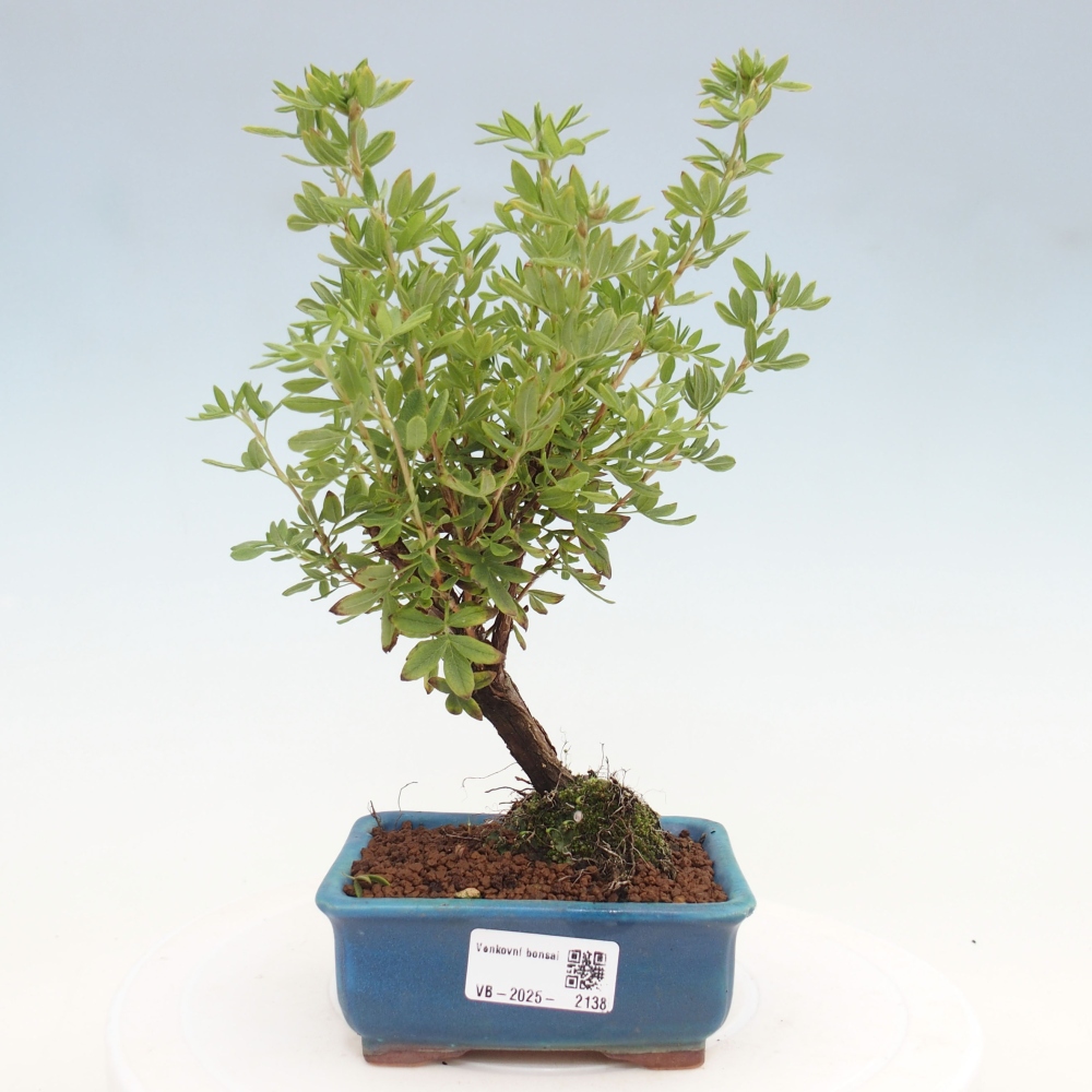 Outdoor bonsai-Cinquefoil - Potentila fruticosa yellow Bird