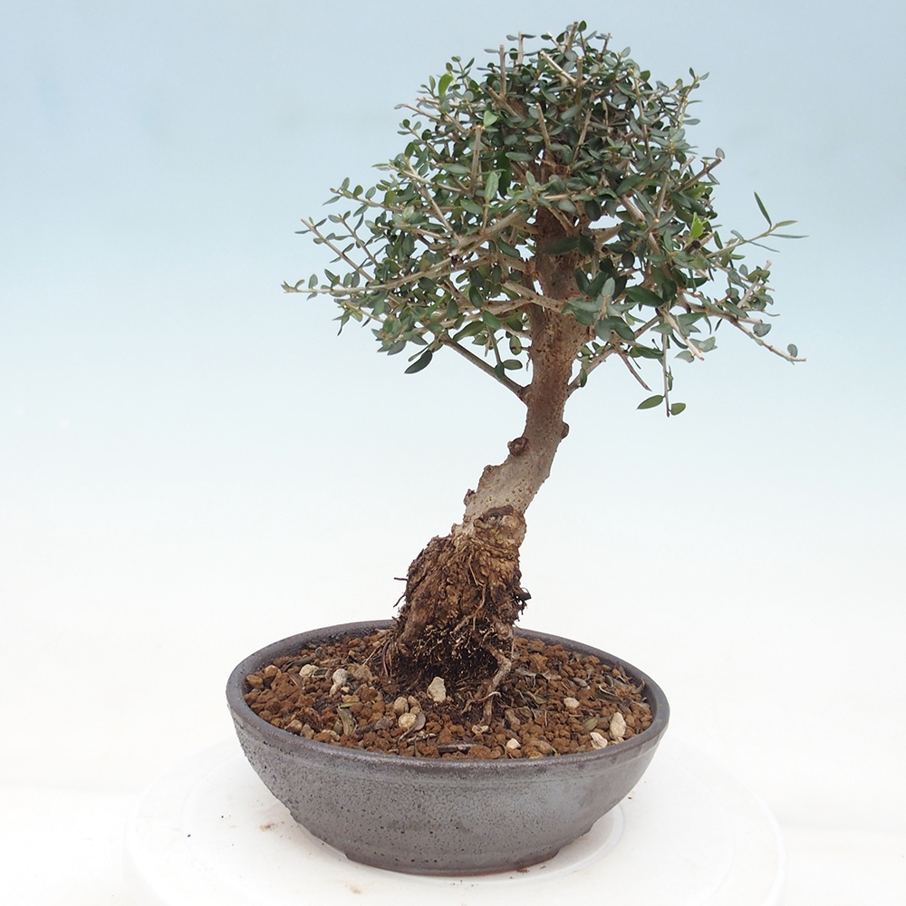 Indoor bonsai - Olea europaea sylvestris