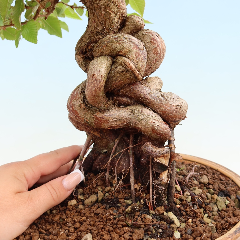 Outdoor bonsai -Carpinus coreana - Korean Hornbeam