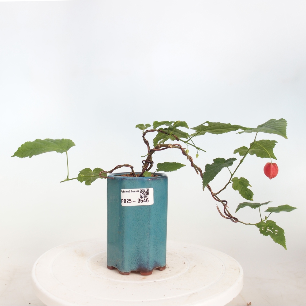 Indoor bonsai - Abutilon Big Bell - Cloudberry