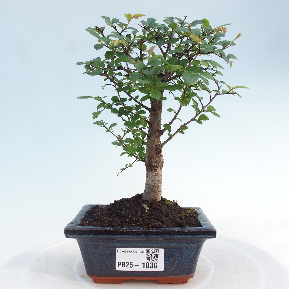 Indoor bonsai - Ulmus parvifolia - Small-leaved elm