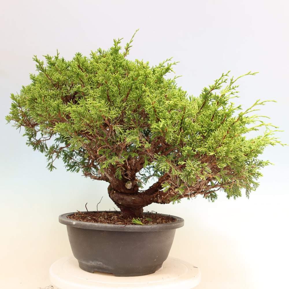 Outdoor Bonsai - Juniperus chinensis Itoigawa - Chinese Juniper