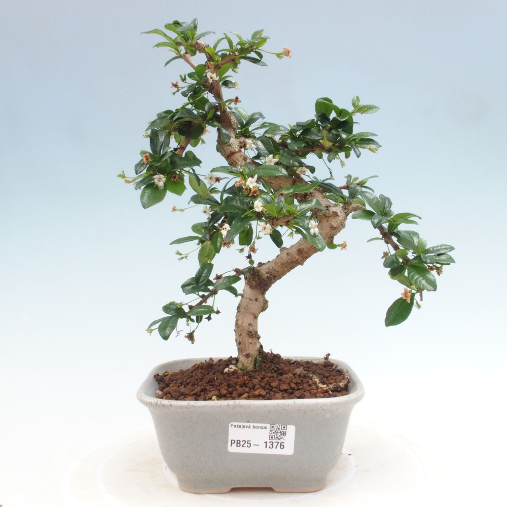 Indoor bonsai - Carmona macrophylla - Fuki tea