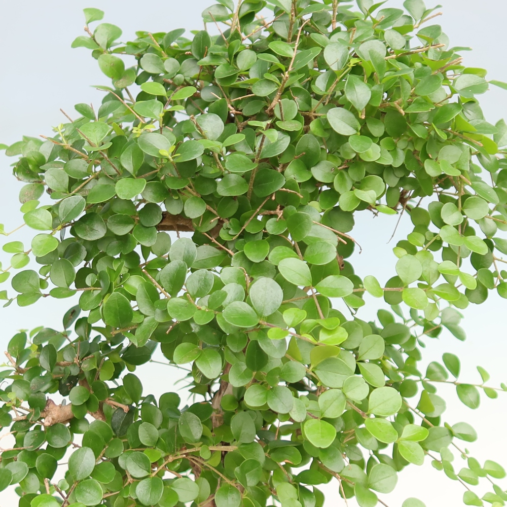 Room bonsai -Ligustrum retusa - small-leaved bird's beak