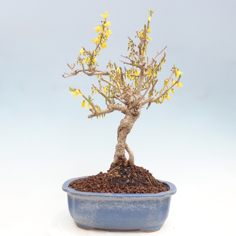 Outdoor bonsai - Zlatice - Forsythia koreana