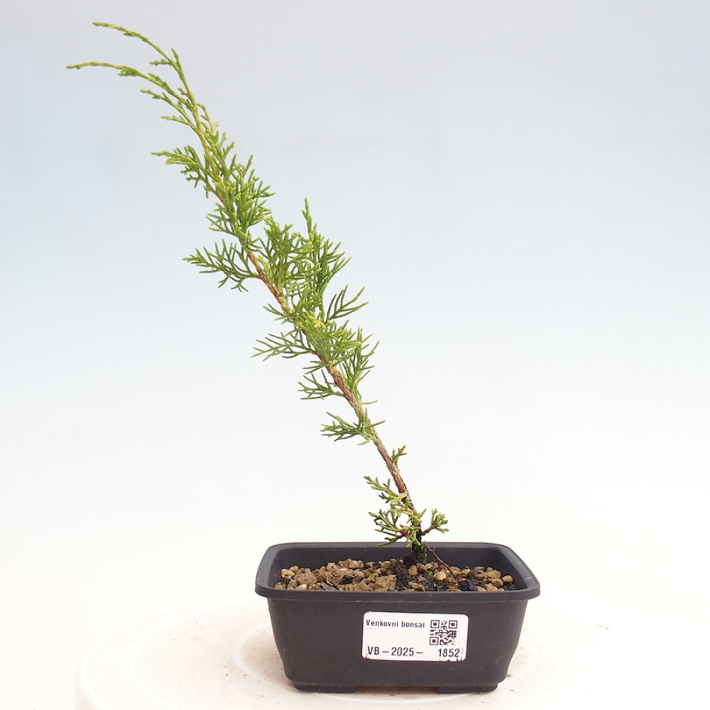 Outdoor bonsai - Juniperus chinensis Itoigawa - Chinese juniper