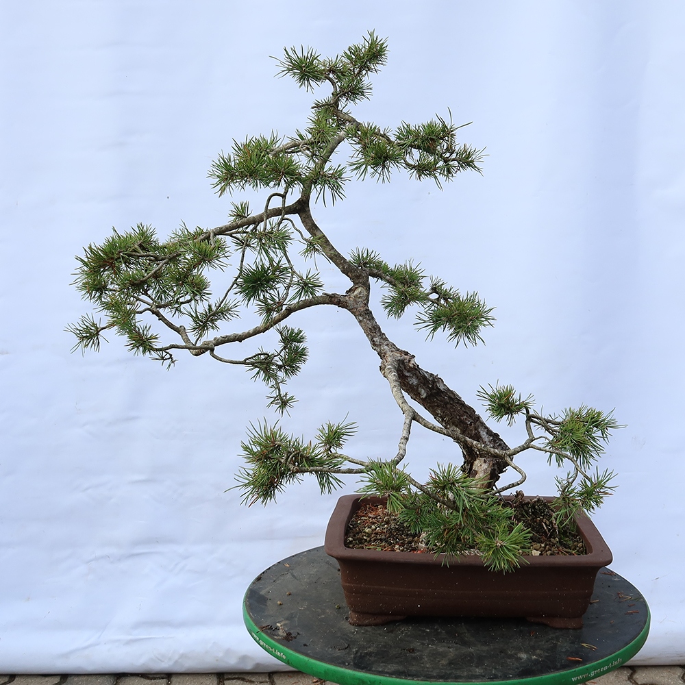 Pinus sylvestris Spain - Scots pine