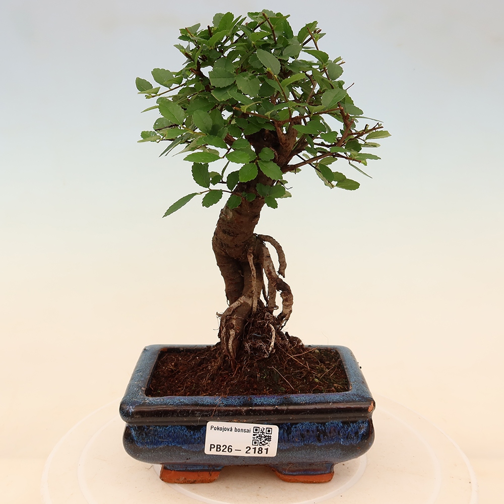 Room bonsai - Ulmus parvifolia - Small-leaved elm