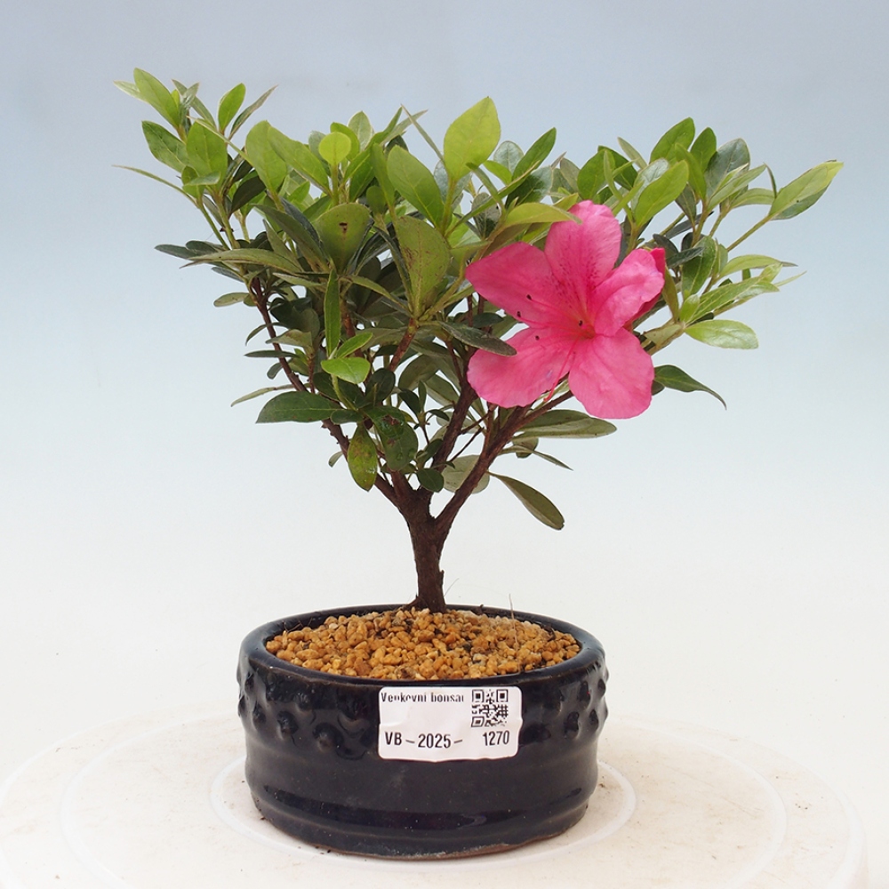 Outdoor bonsai - Japanese azalea - Azalea sp.