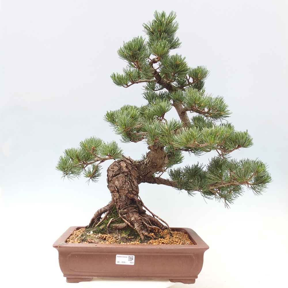 Outdoor bonsai - Pinus parviflora - Pinus parviflora