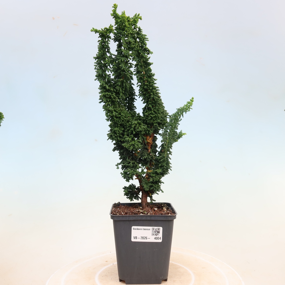 Outdoor bonsai - Cham. obtusa SEKKA HINOKI - Cypress