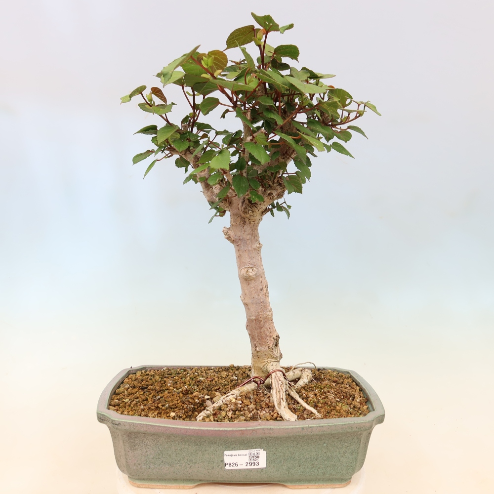 Indoor bonsai - Hibiscus tiliaceus - Sea Hibiscus