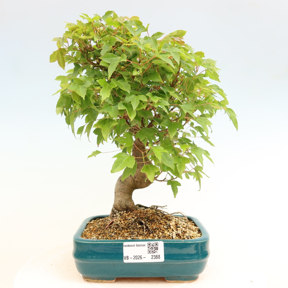 Outdoor bonsai - Maple Burger - Acer Burgerianum