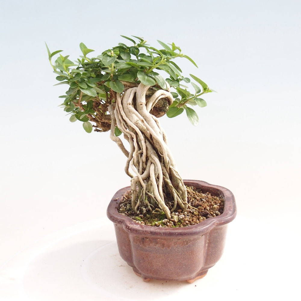Indoor bonsai - Premna serratifolia - Kozlovon small-leaved