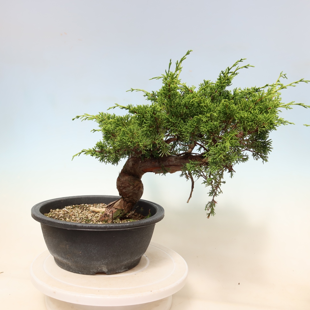 Outdoor Bonsai - Juniperus chinensis Itoigawa - Chinese Juniper