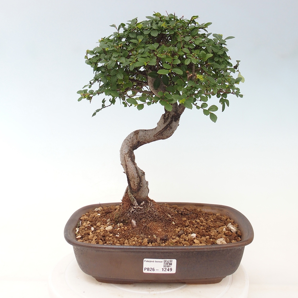 Room bonsai - Ulmus parvifolia - Small-leaved elm
