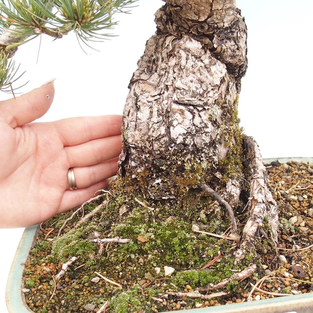 Outdoor bonsai - Pinus parviflora - Pinus parviflora