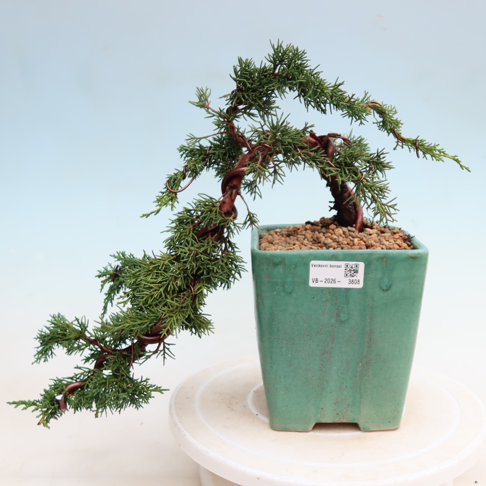 Outdoor bonsai - Juniperus chinensis Kishu