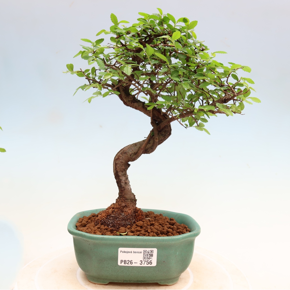 Room bonsai - Ulmus parvifolia - Small-leaved elm