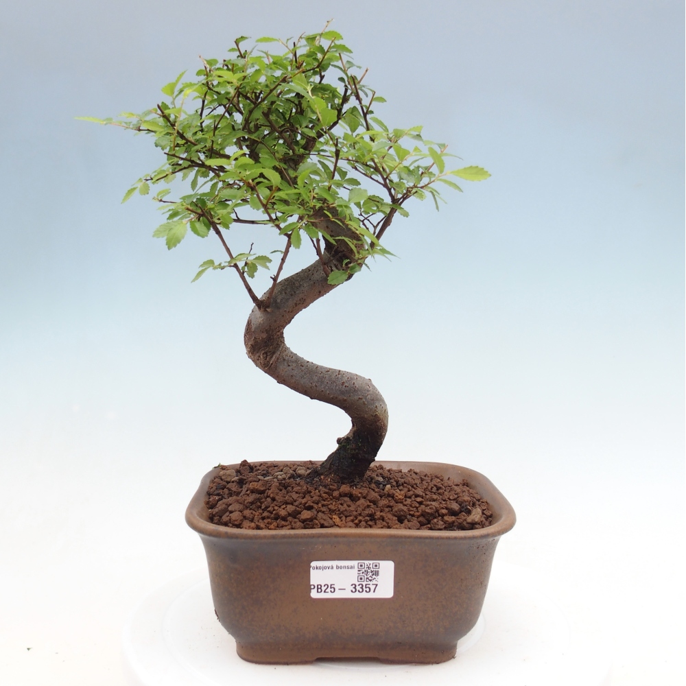 Room bonsai - Ulmus parvifolia - Small-leaved elm