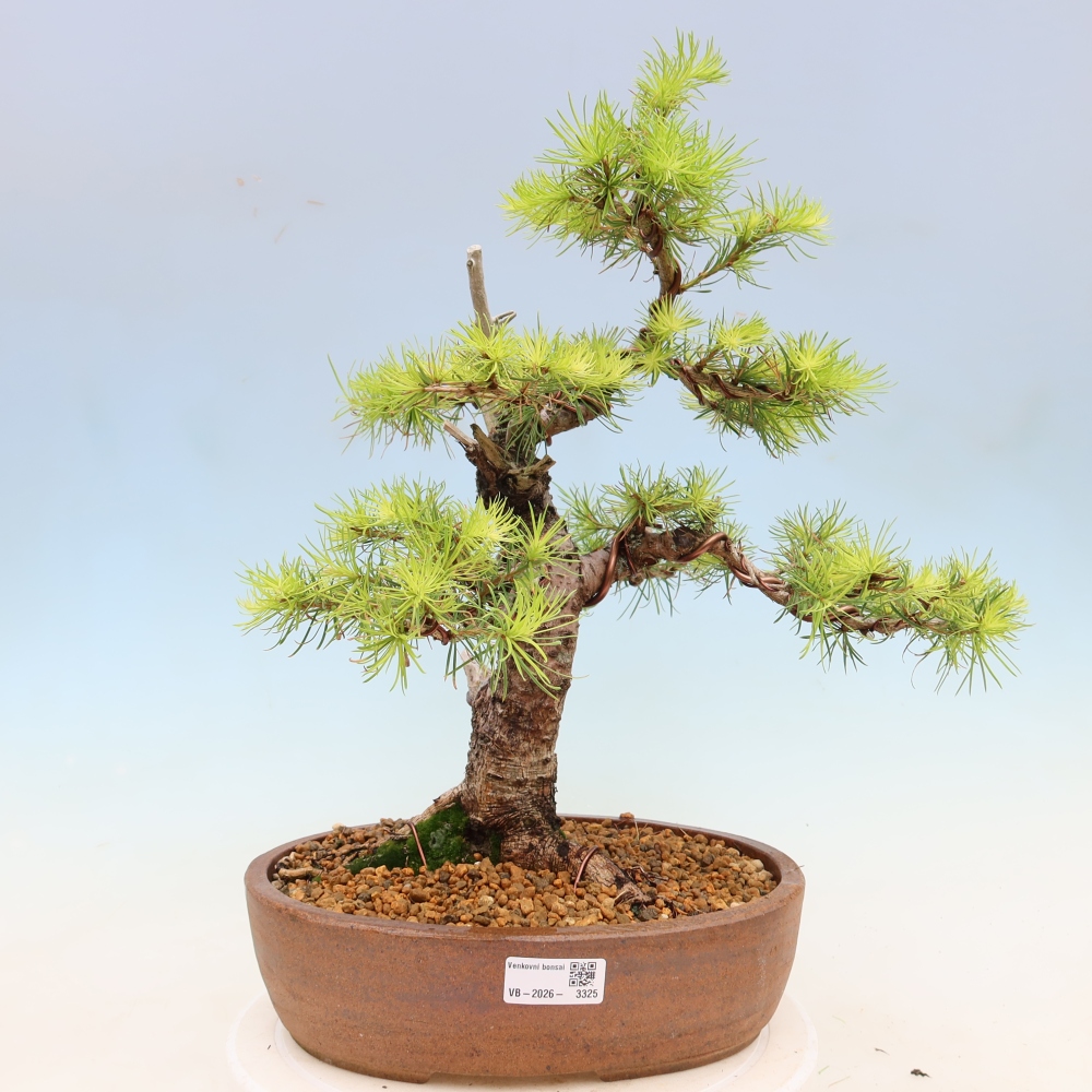 Outdoor bonsai -Larix decidua - Larch