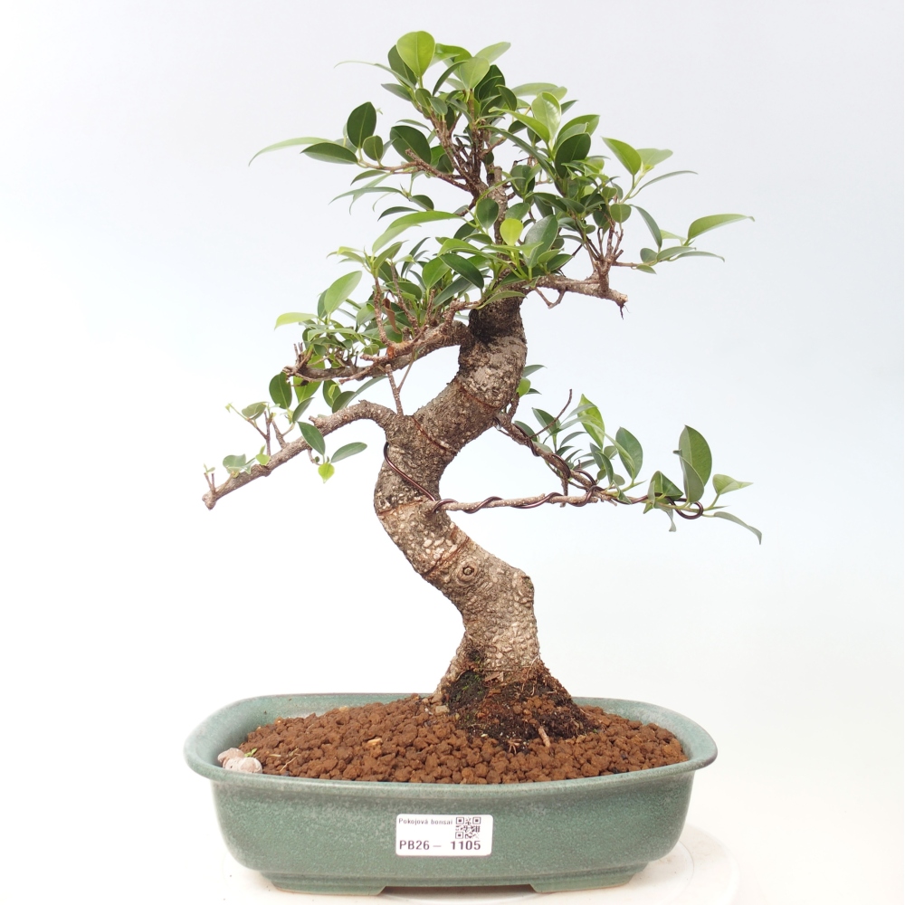 Room bonsai - Ficus kimmen - small-leaved ficus