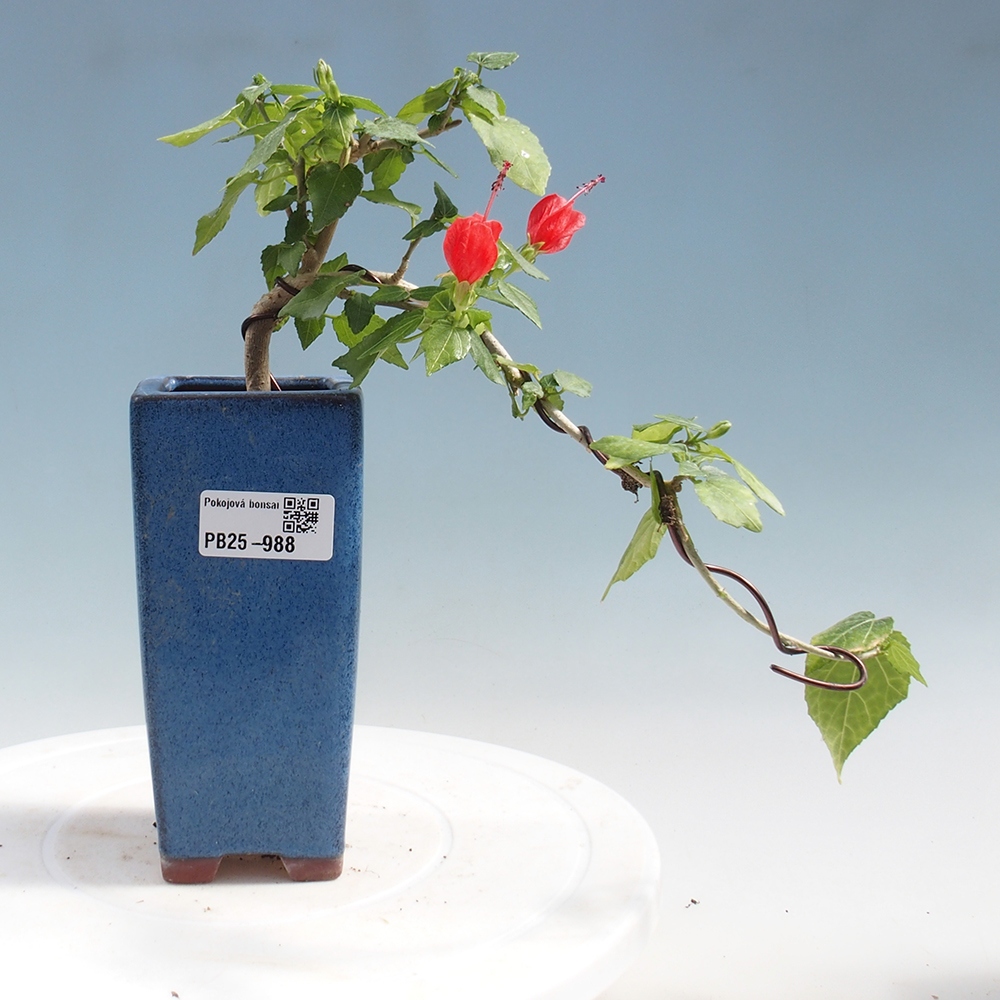 Indoor bonsai - Malvaviscus arboreus - woody hibiscus