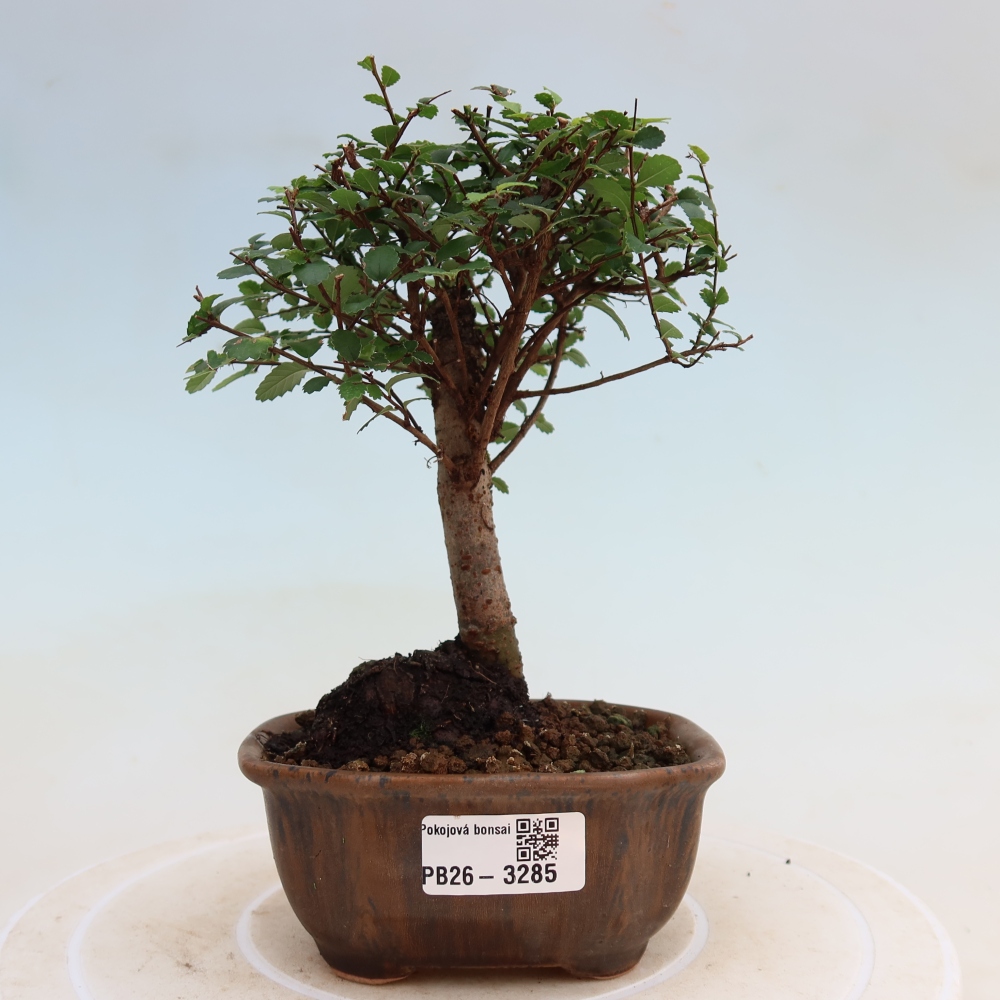 Room bonsai - Ulmus parvifolia - Small-leaved elm