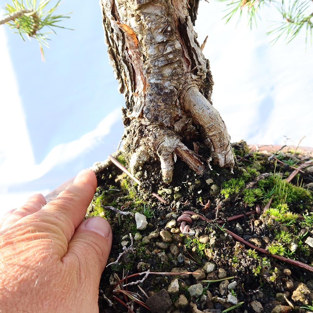 Pinus sylvestris Spain - Scots pine