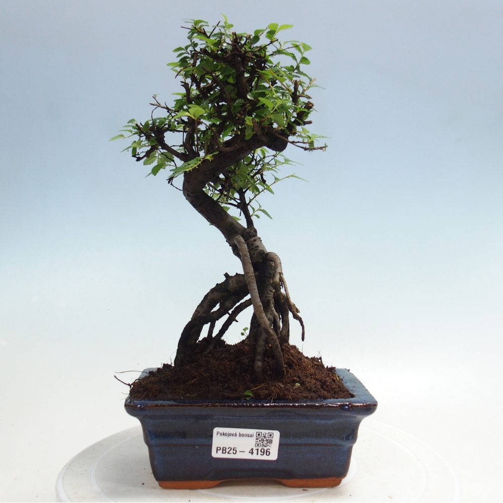 Room bonsai - Ulmus parvifolia - Small-leaved elm