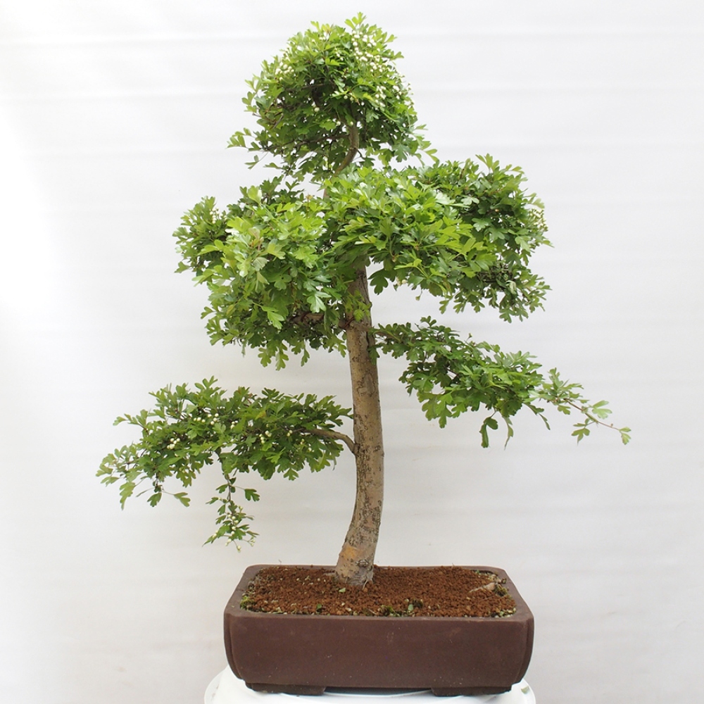 Outdoor bonsai - Hawthorn - Crataegus monogyna