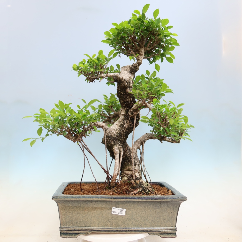 Room bonsai - Ficus kimmen - small-leaved ficus