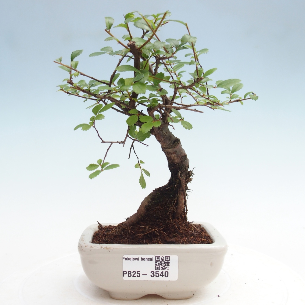 Room bonsai - Ulmus parvifolia - Small-leaved elm