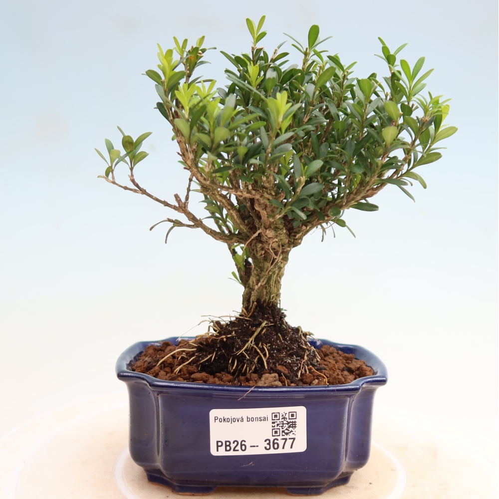 Room bonsai - Buxus harlandii - cork buxus