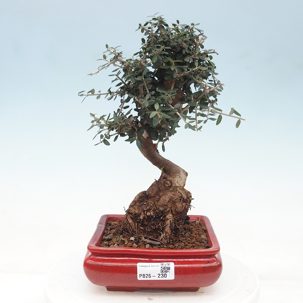 Indoor bonsai - Olea europaea sylvestris