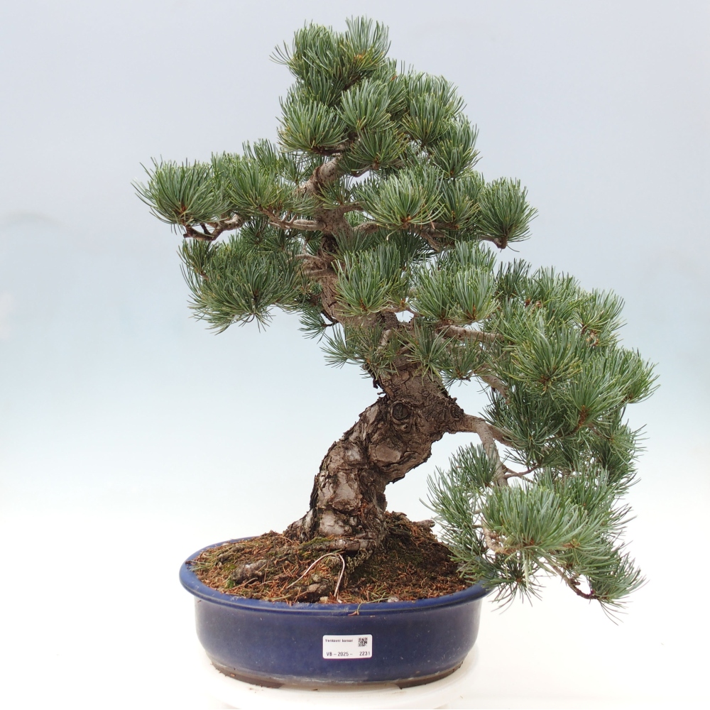 Outdoor bonsai - Pinus parviflora - Small pine tree