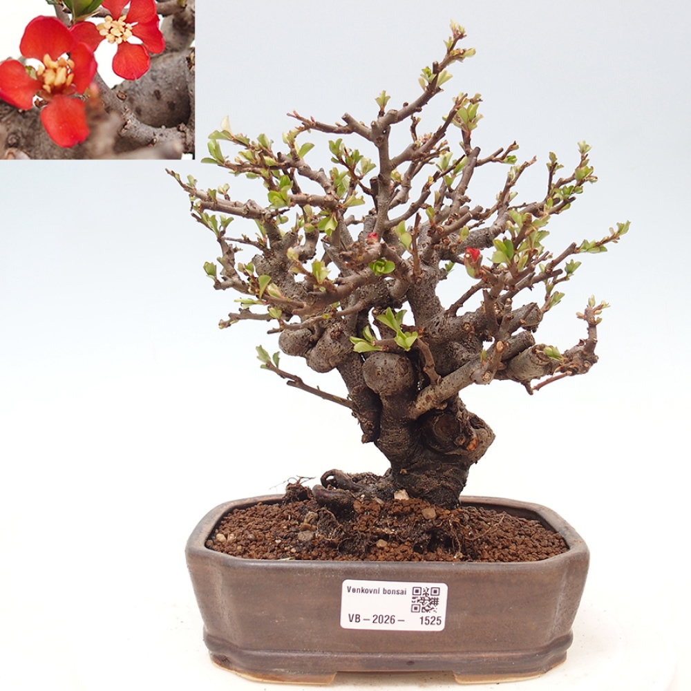 Outdoor bonsai - Chaneomeles speciosa - Quince