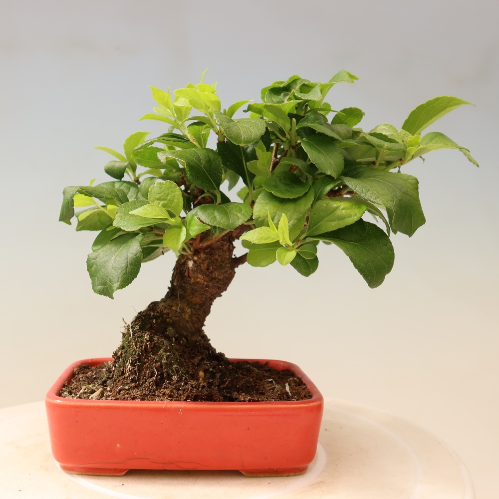 Outdoor bonsai - Celastrus orbiculatus