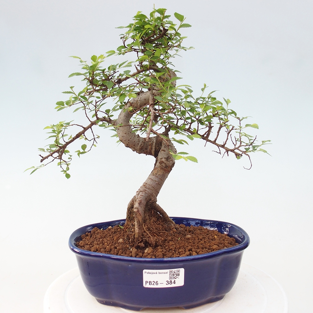 Room bonsai - Ulmus parvifolia - Small-leaved elm