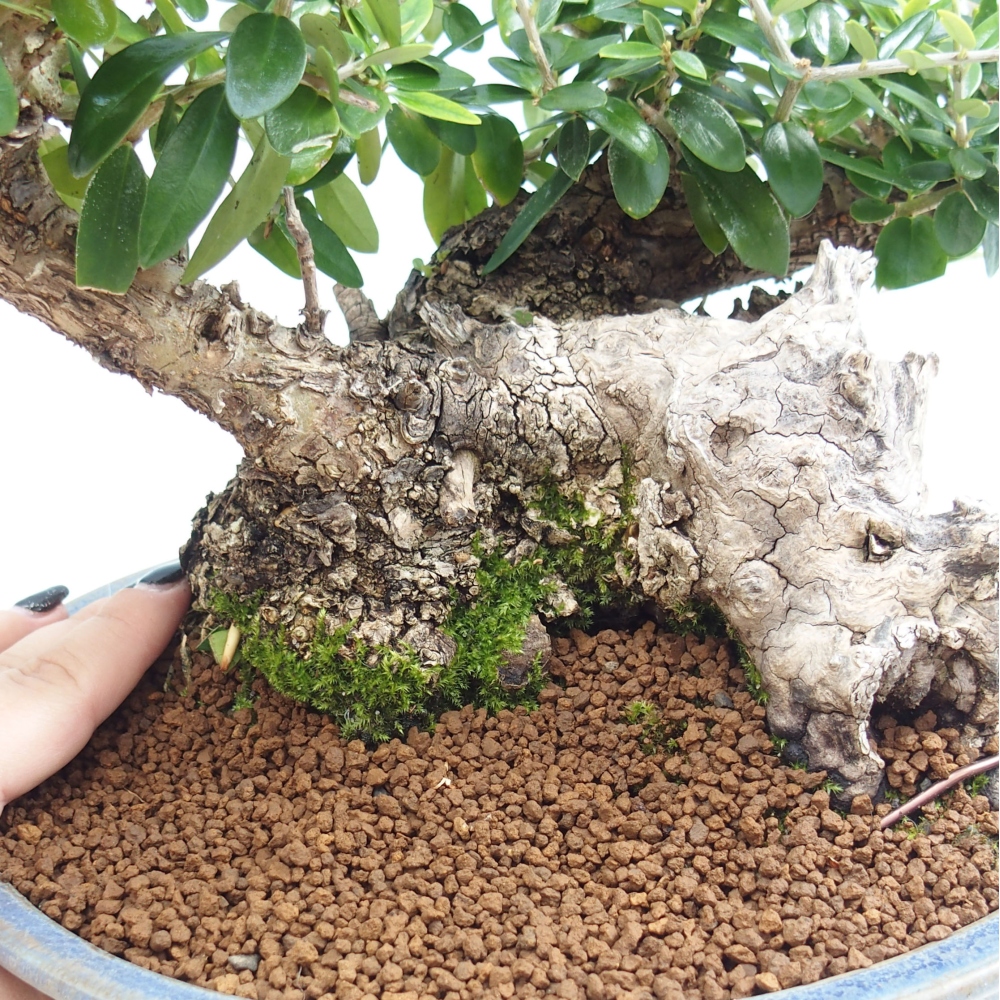 Indoor bonsai - Olea europaea sylvestris - European small-leaved olive oil
