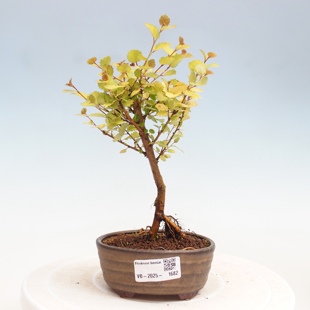 Outdoor bonsai - dwarf birch - Betula NANA Treasure