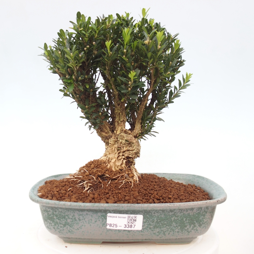 Room bonsai - Buxus harlandii - cork buxus