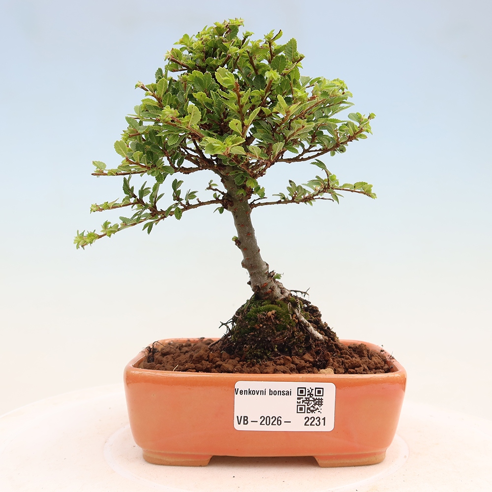 Outdoor bonsai - Ulmus parvifolia Sagei - Small-leaved elm