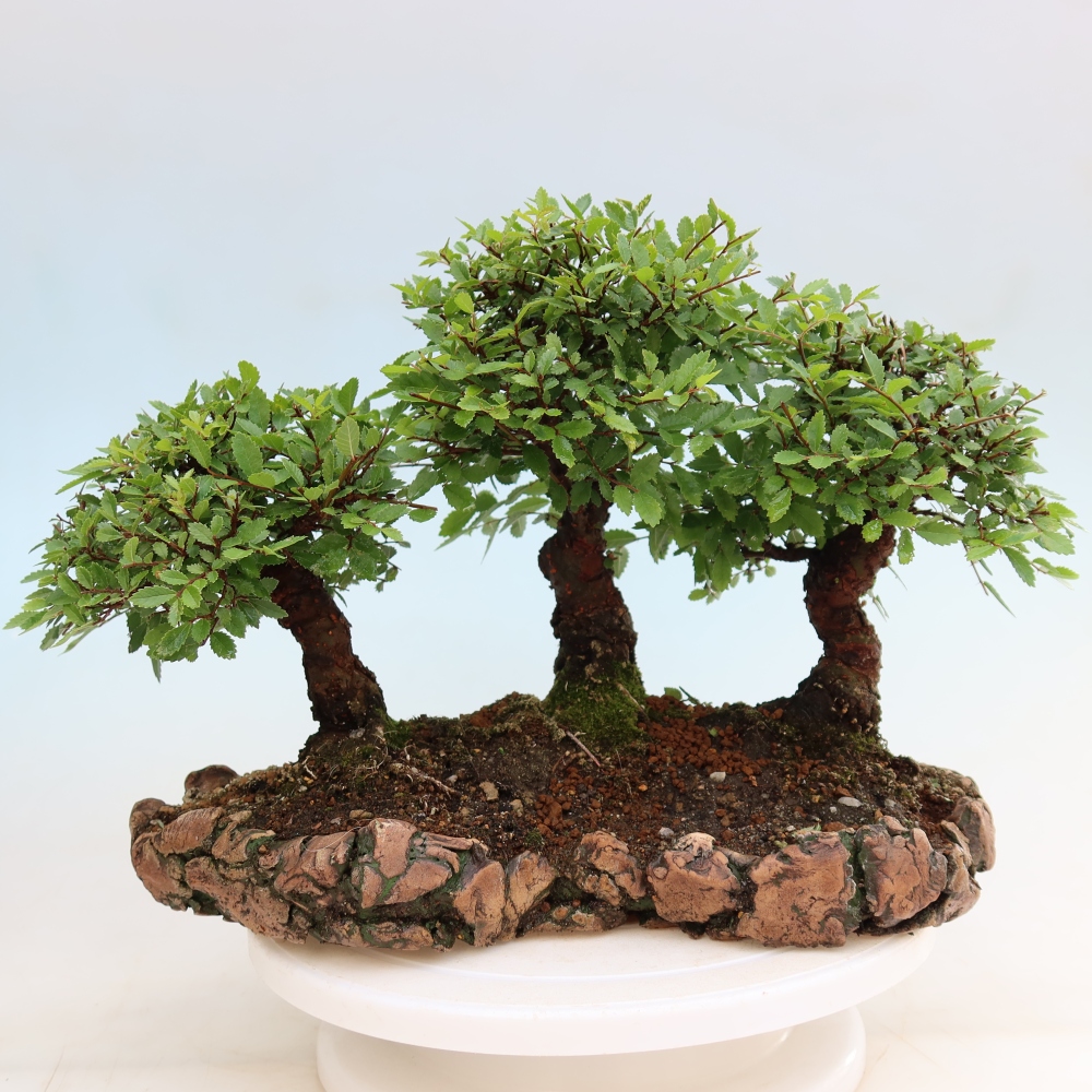 Outdoor Bonsai - Zelkova - Zelkova NIRE - Grove