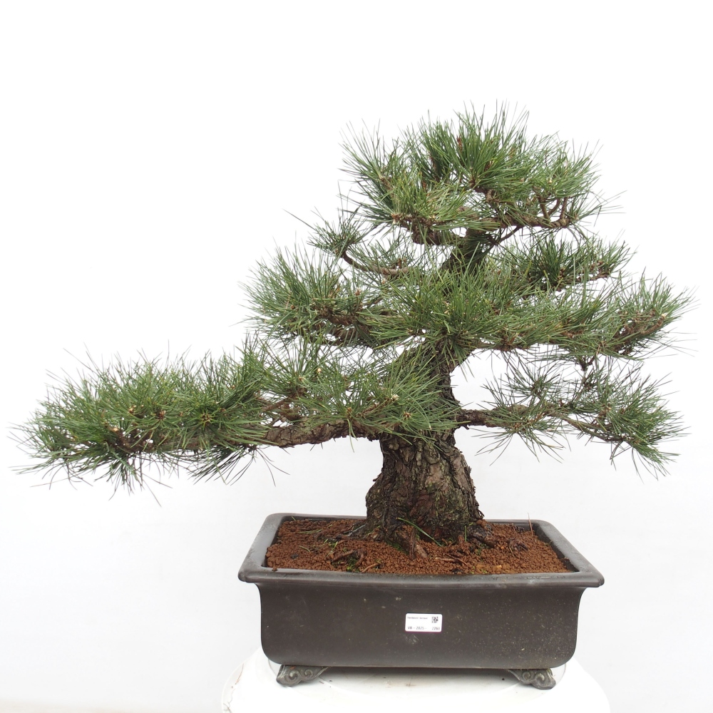 Outdoor bonsai - Pinus thunbergii - Thunberg pine