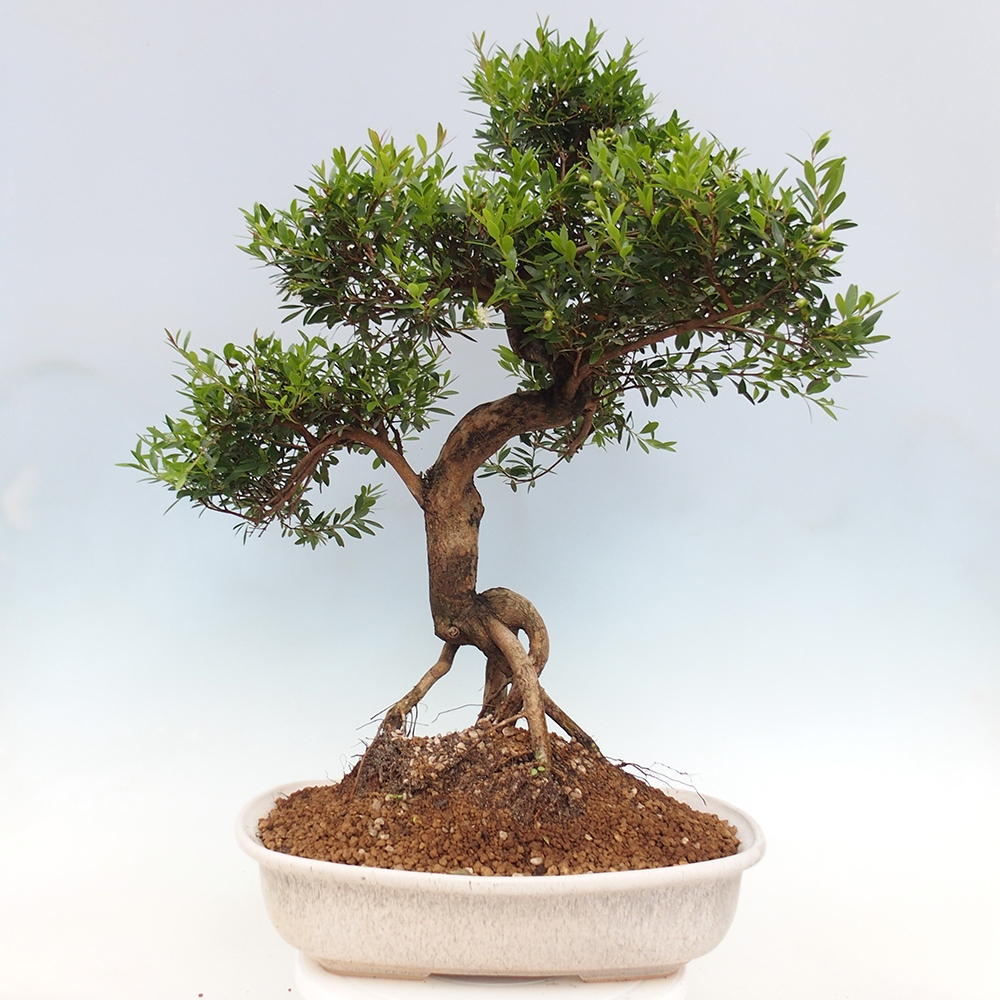 Indoor bonsai - Syzygium - Pimento - PERSONAL COLLECTION ONLY or pallet transport