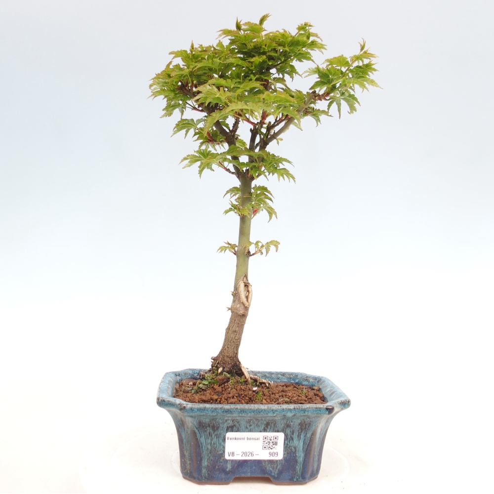 Outdoor bonsai -Javor small-leaved SHISHIGASHIRA